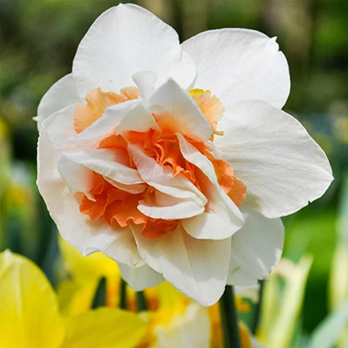 Outdoor Narcissi And Tulip Bucket Planter - Image 2