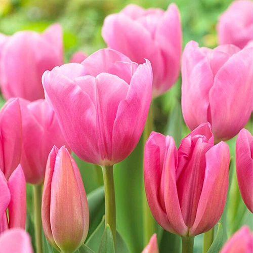Outdoor Narcissi And Tulip Bucket Planter - Image 3