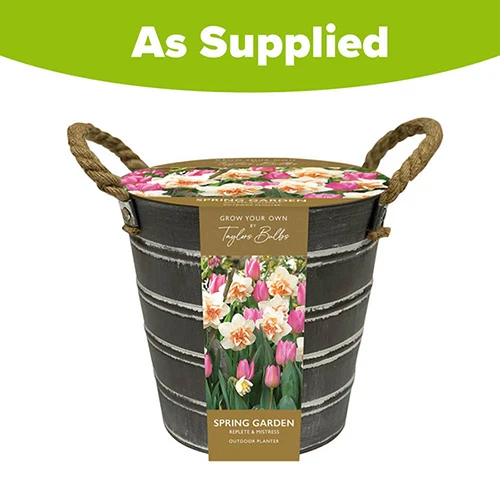 Outdoor Narcissi And Tulip Bucket Planter - Image 4