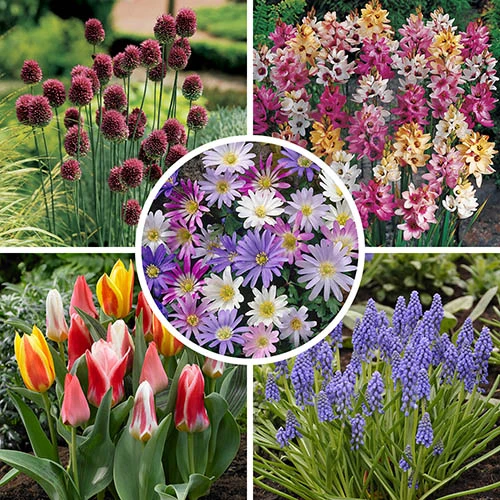 Spring Flowering 150 Bulb Collection - Image 2