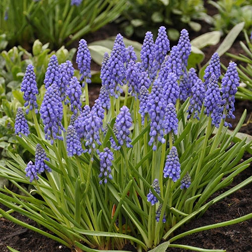 Spring Flowering 150 Bulb Collection - Image 6