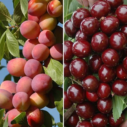 Patio Fruit Trees Cherry 'Athos' And Plum 'Little Vic'