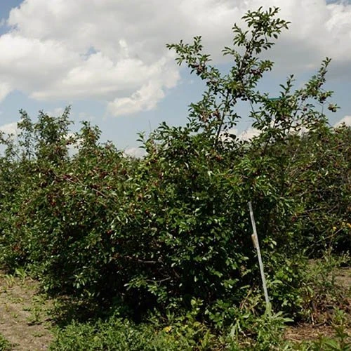 Patio Fruit Trees Cherry 'Athos' And Plum 'Little Vic' - Image 5