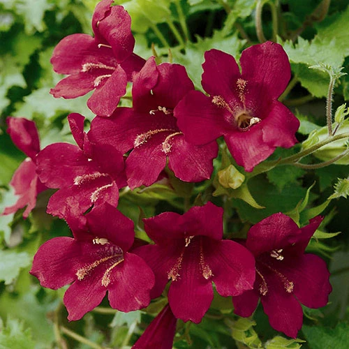 Lofos Burgundy Wine - Image 3