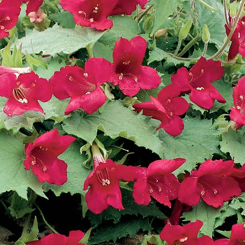 Lofos Burgundy Wine - Image 4