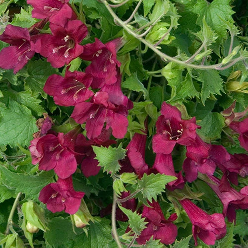 Lofos Burgundy Wine - Image 5