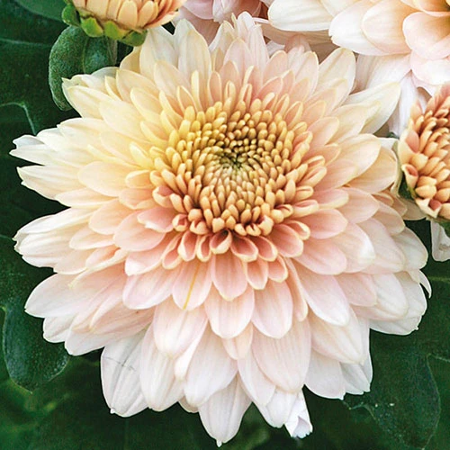 Chrysanthemum 'Garden Spray' Collection - Image 2