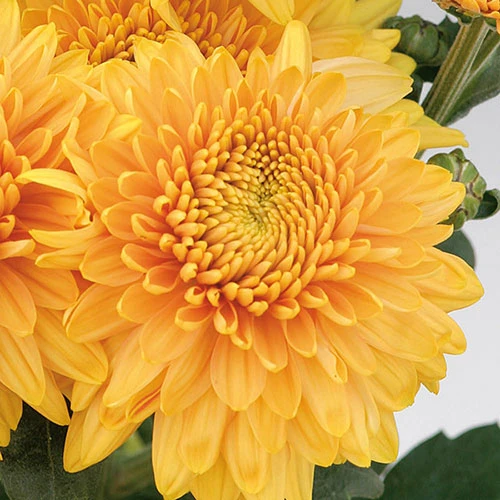 Chrysanthemum 'Garden Spray' Collection - Image 3