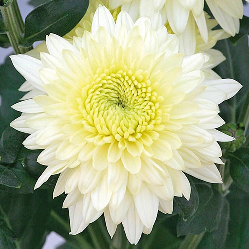 Chrysanthemum 'Garden Spray' Collection - Image 5