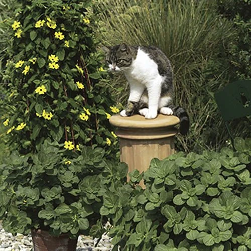Coleus Canina 'Scardy Cat Plant' - Image 3