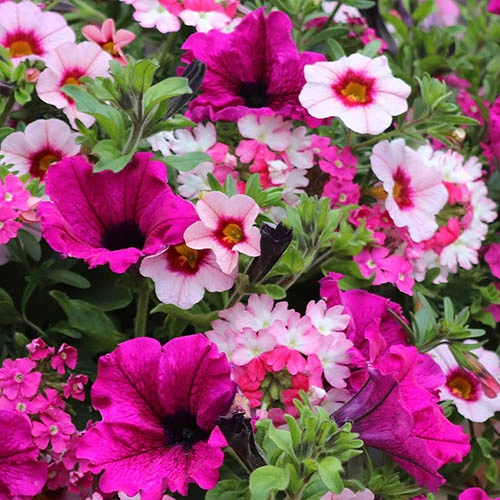 'Eton Mess' Hanging Basket Plug Plants