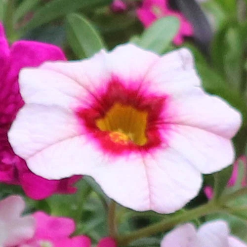 'Eton Mess' Hanging Basket Plug Plants - Image 3
