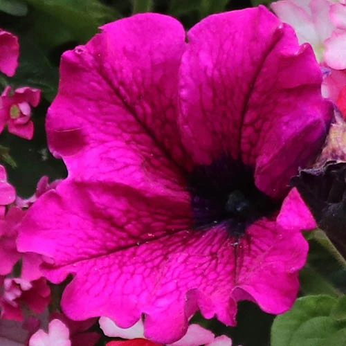 'Eton Mess' Hanging Basket Plug Plants - Image 4