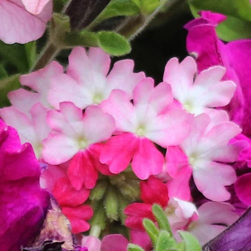 'Eton Mess' Hanging Basket Plug Plants - Image 5