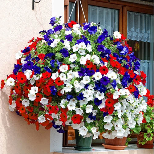 'Patriotic Petunia' Hanging Basket Plug Plants - Image 2