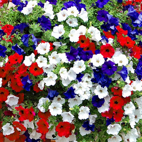 'Patriotic Petunia' Hanging Basket Plug Plants - Image 3