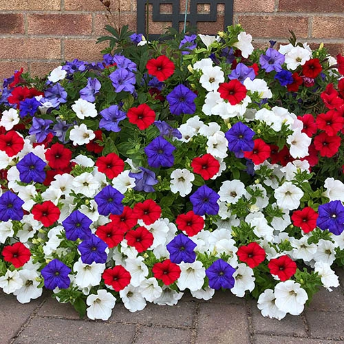 'Patriotic Petunia' Hanging Basket Plug Plants - Image 4