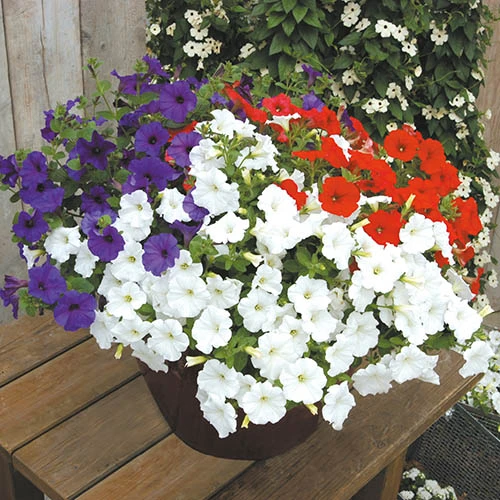 'Patriotic Petunia' Hanging Basket Plug Plants - Image 5