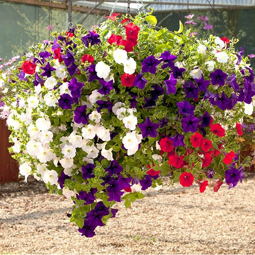 'Patriotic Petunia' Hanging Basket Plug Plants - Image 6