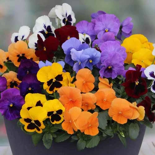 Pansy Colourburst - Image 3