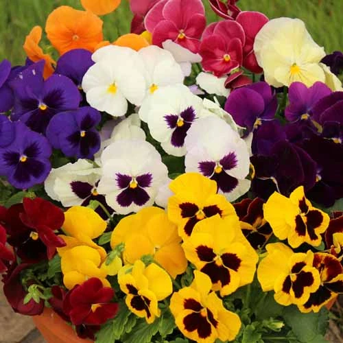 Pansy Grande Fragrance - Image 2