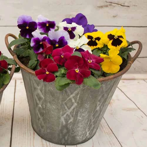 Pansy Grande Fragrance - Image 5