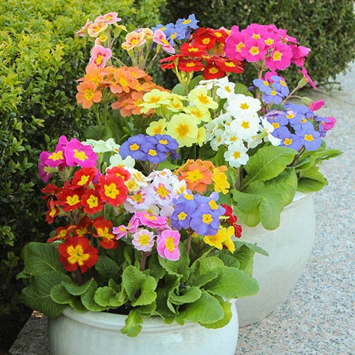 Polyanthus High Seas - Image 2