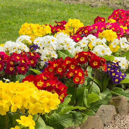 Polyanthus High Seas - Image 3