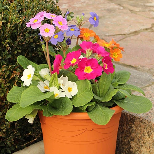 Polyanthus High Seas - Image 4