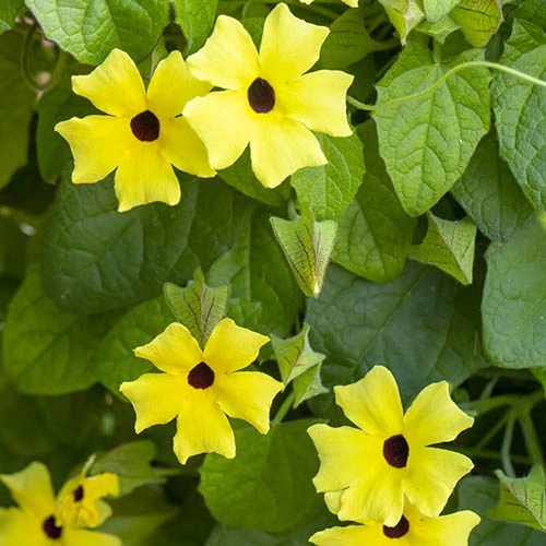 Thunbergia Sunny Mixed - Image 2