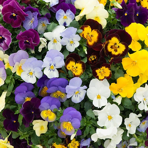 Trailing Hardy Pansy 'Fragrant Waterfall ' - Image 2