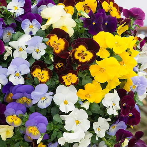 Trailing Hardy Pansy 'Fragrant Waterfall ' - Image 3