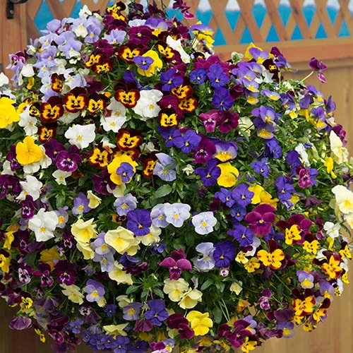 Trailing Hardy Pansy 'Fragrant Waterfall ' - Image 4