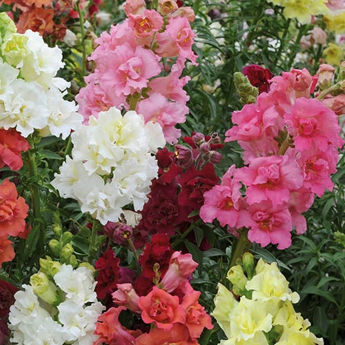 Antirrhinum 'Mini Butterflies' Mix - Image 2