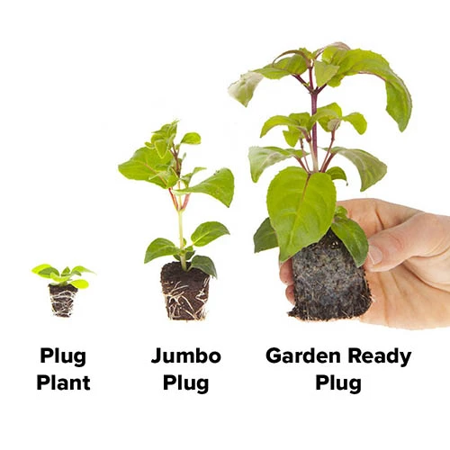 Antirrhinum 'Mini Butterflies' Mix - Image 3