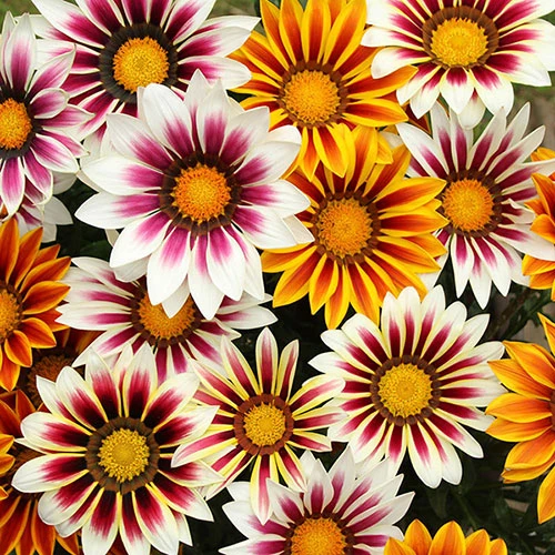 Gazania 'Tiger Stripes Mix'