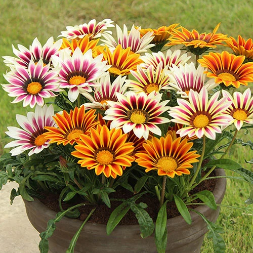 Gazania 'Tiger Stripes Mix' - Image 2
