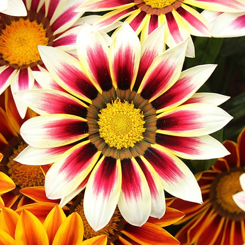 Gazania 'Tiger Stripes Mix' - Image 3