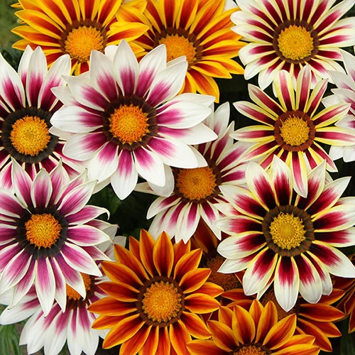 Gazania 'Tiger Stripes Mix' - Image 4