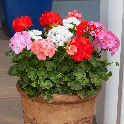Geranium 'Cabaret Mix' - Image 3