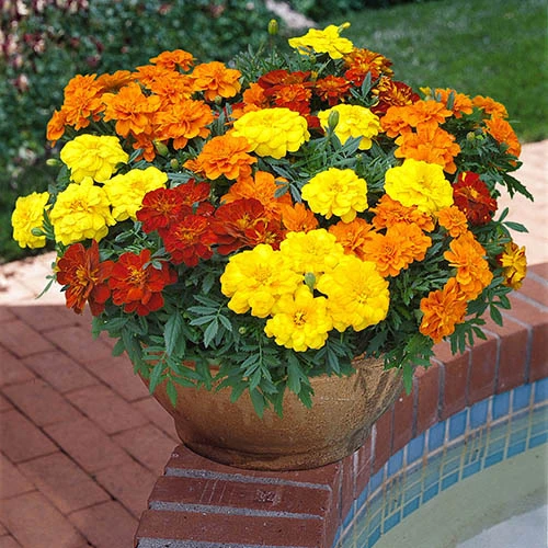 Marigold Durango Mix - Image 2