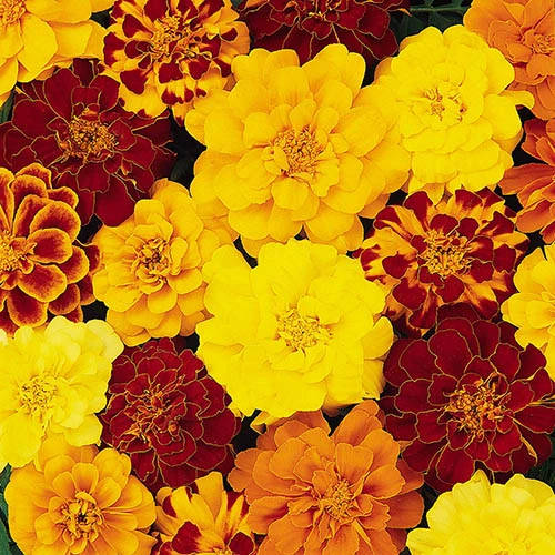 Marigold Durango Mix - Image 3