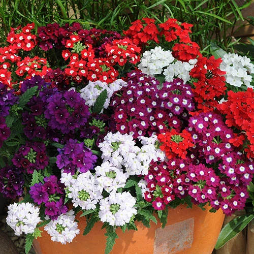 Verbena 'Quartz' Mix - Image 2