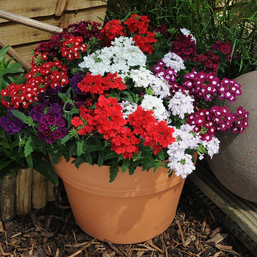 Verbena 'Quartz' Mix - Image 4