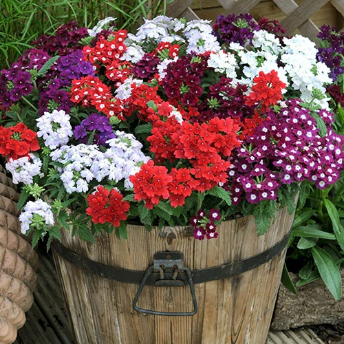 Verbena 'Quartz' Mix - Image 5