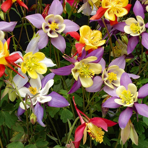 Aquilegia M Scott Elliott Mix - Image 2