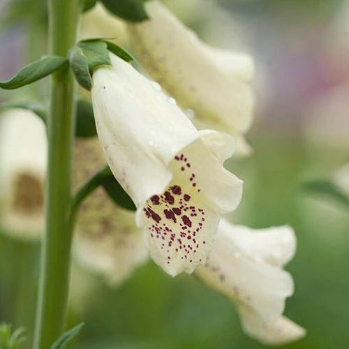 Foxglove Dalmatian Mix - Image 3