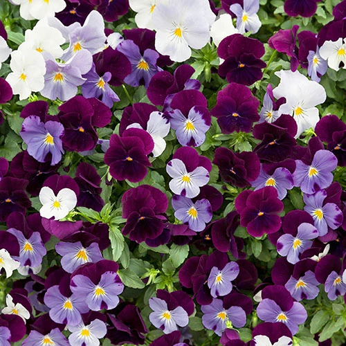 Preplanted 'Cool Wave Berries & Cream' Rattan Basket - Image 2