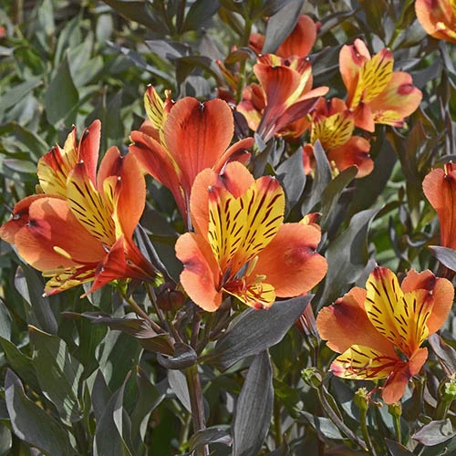 Hardy Alstroemeria 'Indian Summer' - Image 2