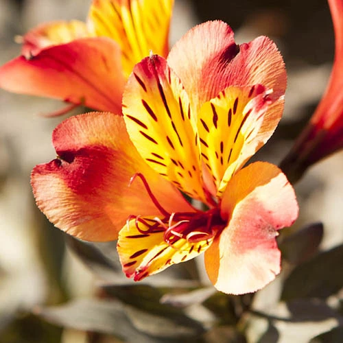 Hardy Alstroemeria 'Indian Summer' - Image 3